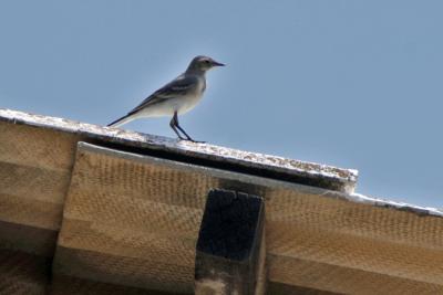 Прикрепленное изображение: IMGP6502.jpg